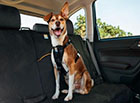 Hyundai Pet Accessories